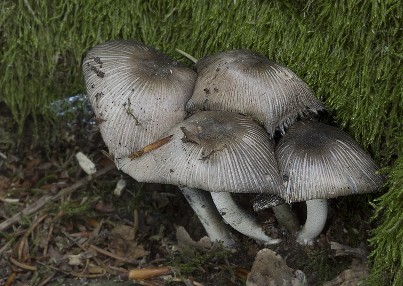 Coprinopsis insignis